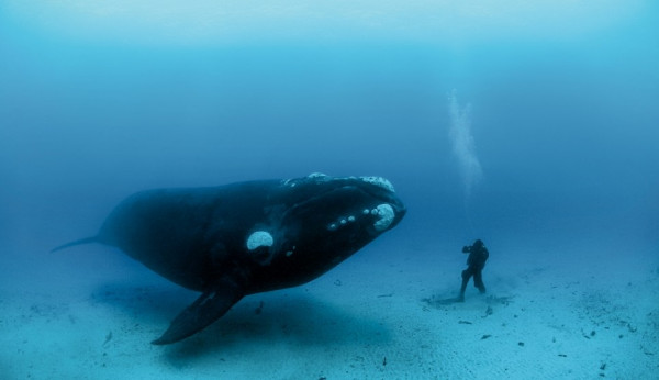 Bowhead-Whale-Images.jpg