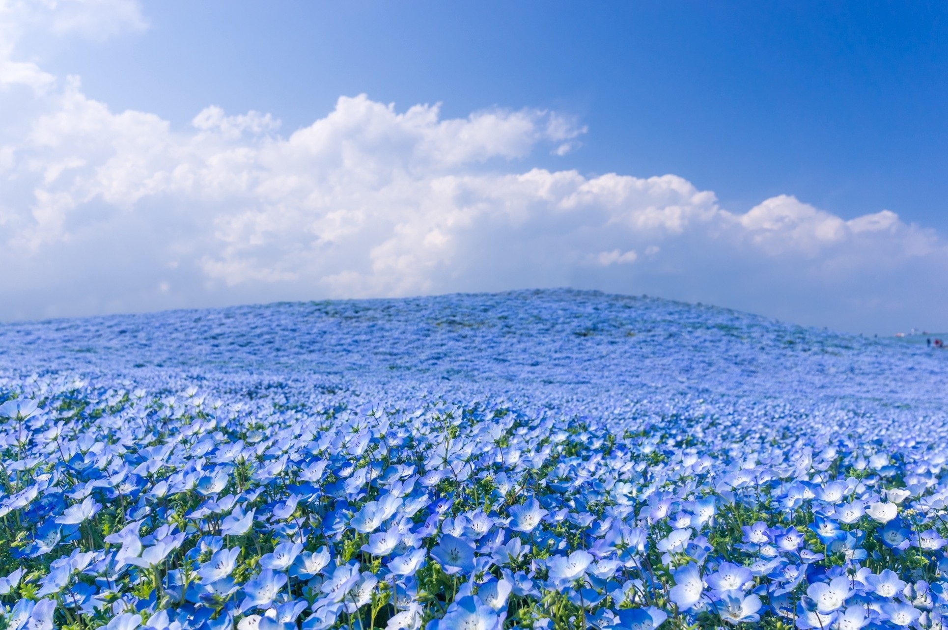 Цветы Голубого Цвета Фото