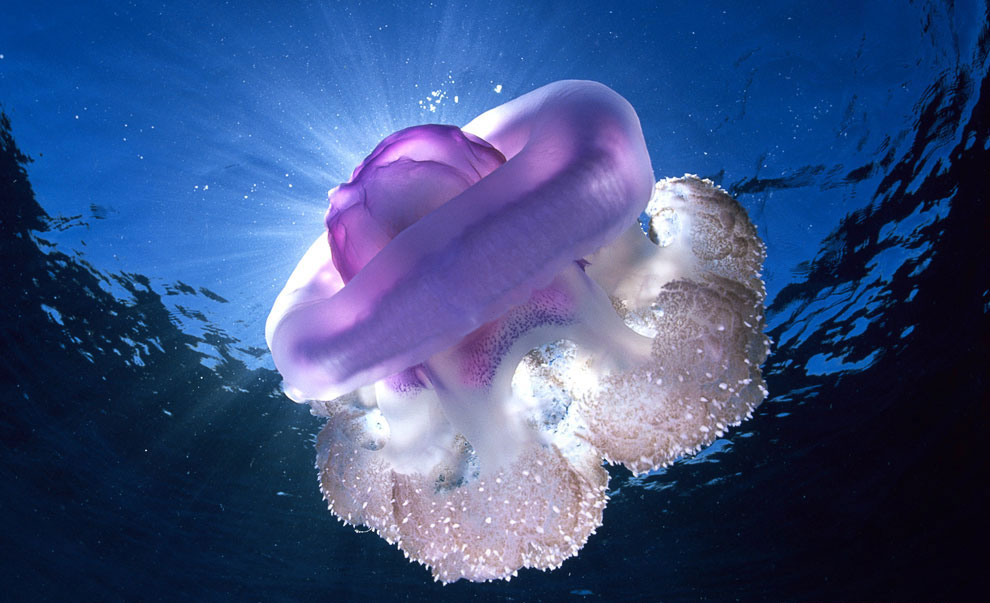Большая Медуза Фото