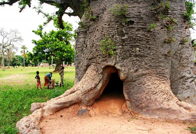 Funny_and_majestic_Baobab_3.jpg