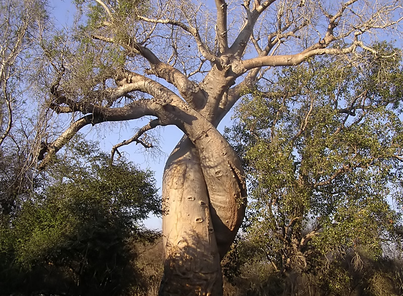 baobab-5-big.jpg