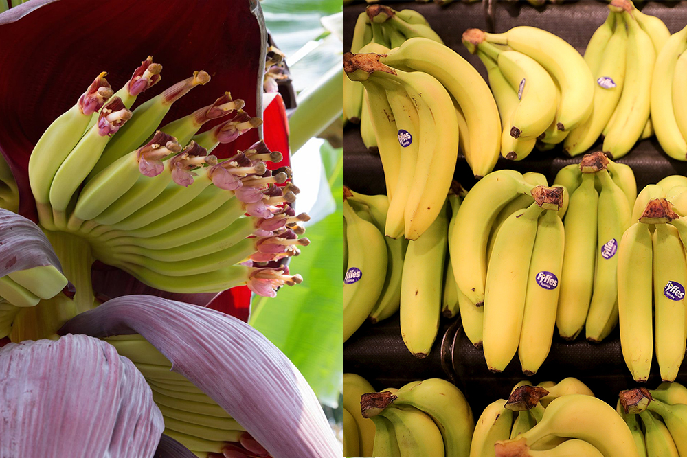 Страны выращивающие бананы. Кака растут бананы. Банановое дерево. Бананы съедобные. Родина банана.