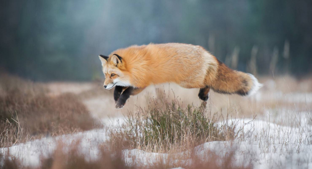 fox-hunting-3.jpg