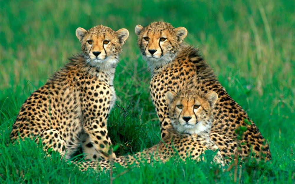 Cheetahs-family-grass-bokeh_2560x1600.jp