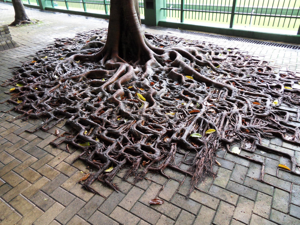 2560px-Tree_growing_on_pavement_in_Hong_