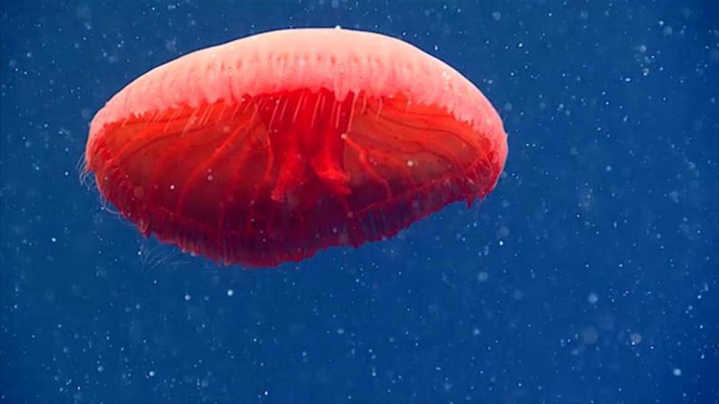 6 самых причудливых существ, снятых на камеру в океане в 2021 году