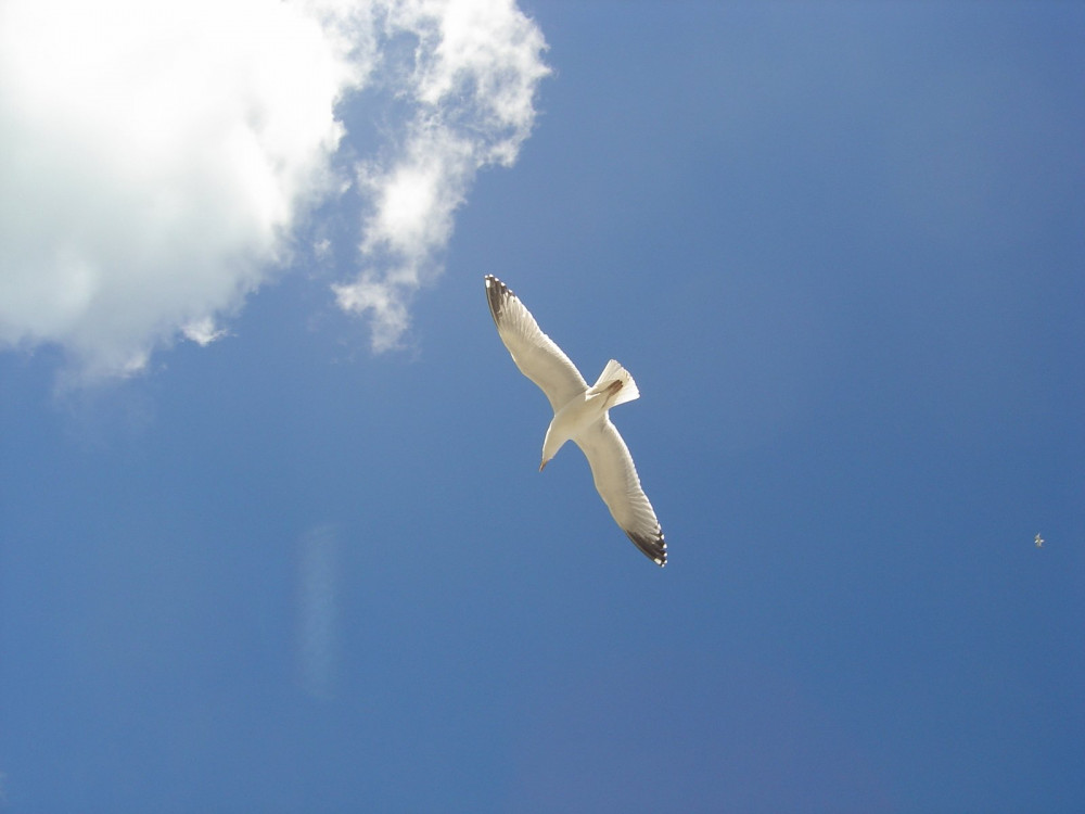 seagull-in-the-sky-1532245.jpg