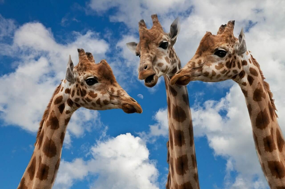 giraffes_small_talk.jpg