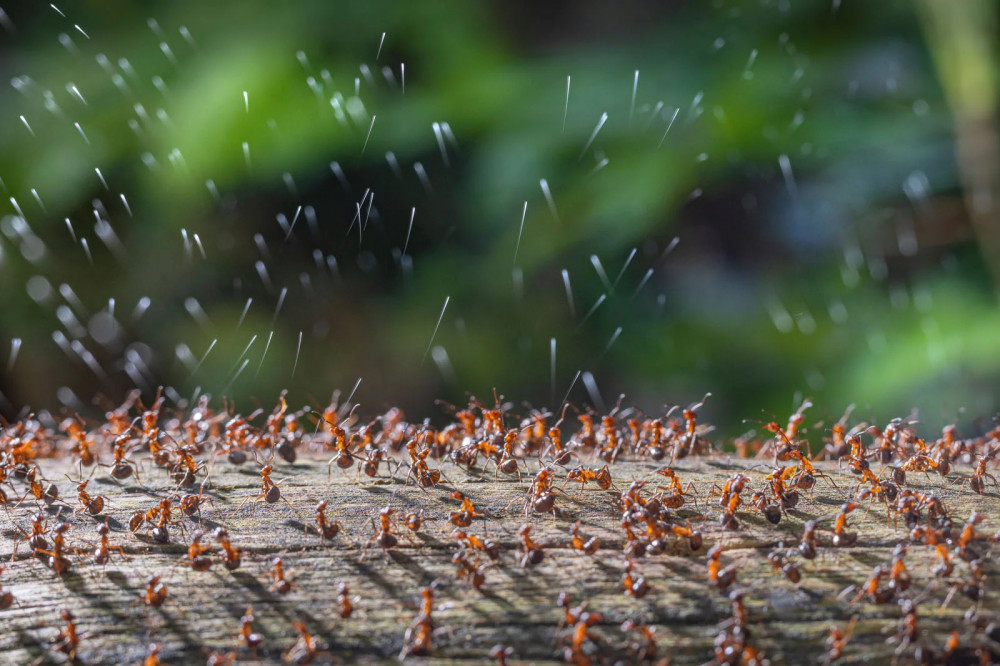 INSECTS-1st-C2A9-Rene-Krekels-Wood-Ants-
