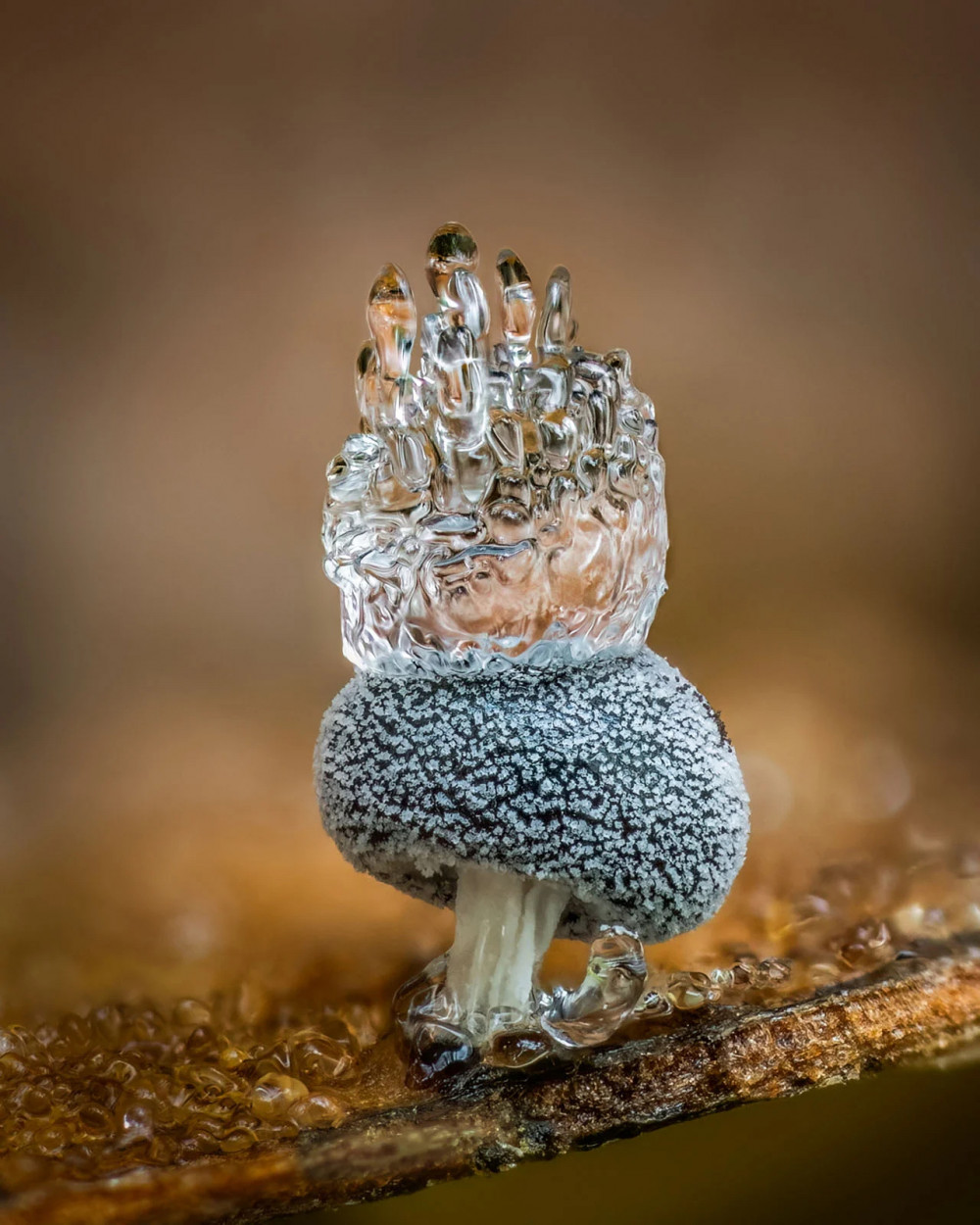 FUNGI-1st-C2A9-Barry-Webb-The-Ice-Crown-