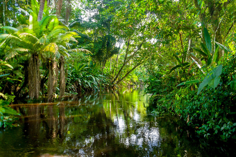 rainforest1.jpg