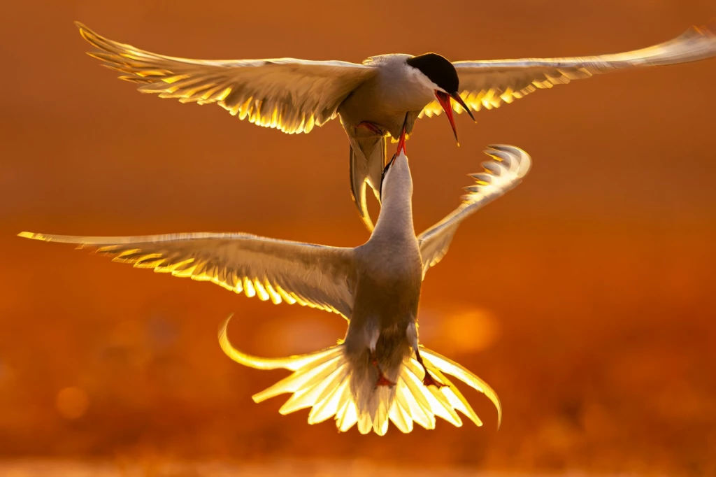 Победители фотоконкурса World Nature Photography Awards 2025