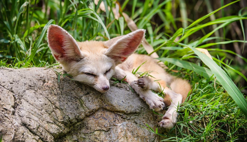 Как спят животные? От медведей - до летучих мышей (фото)