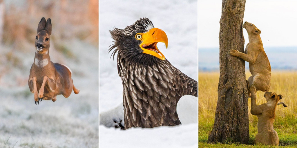 10 самых смешных фотографий животных с премии Nikon Comedy Wildlife Awards 2025
