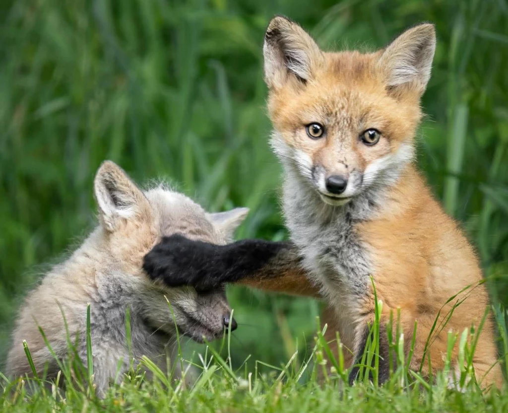 10 самых уморительных парных фото животных с фотоконкурса дикой природы